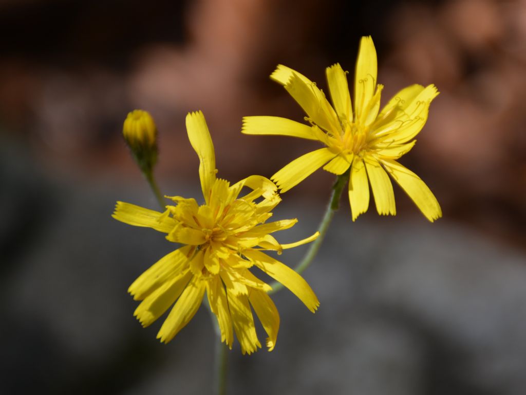Hieracium glaucinum ?
